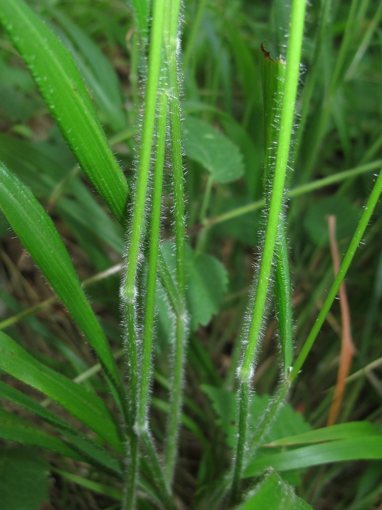 Brachypodium sylvaticum
